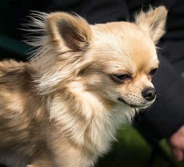tan-long-haired-Chihuahua